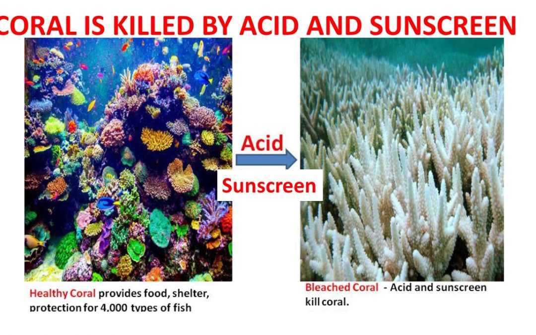 CORAL IS KILLED BY ACID AND SUNSCREEN