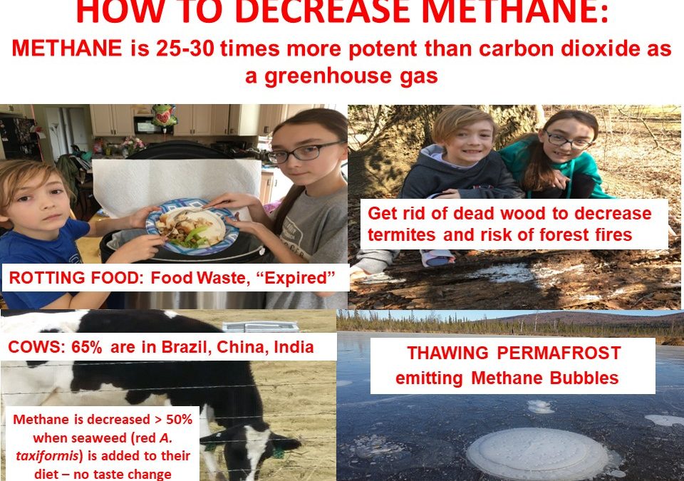 HOW TO DECREASE METHANE AND BE HEALTHY: COWS, ROTTING FOOD IN LANDFILLS, TERMITES, PERMAFROST